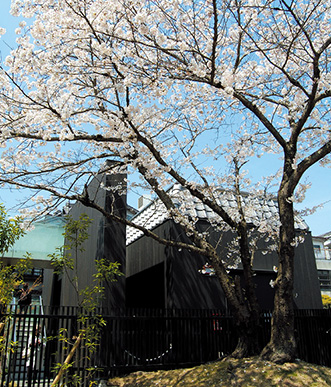 Preservation of the old cherry tree without replanting it