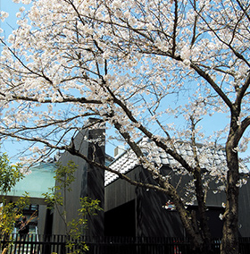 古くから当敷地に根を張る桜木を移植することなく保存しました。